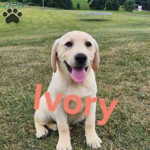 Ivory, Fox Red Labrador Retriever Puppy